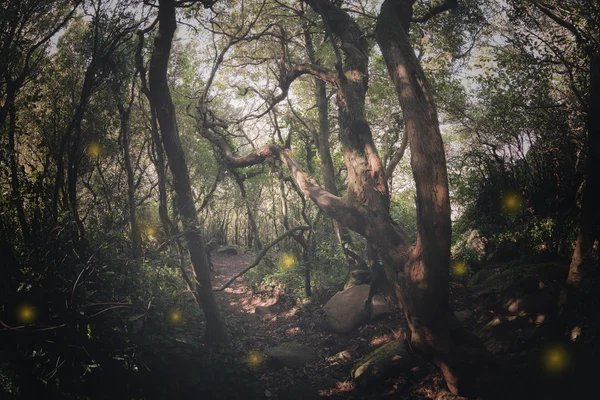 Lights sparkling in dark mysterious forest — Stock Photo, Image