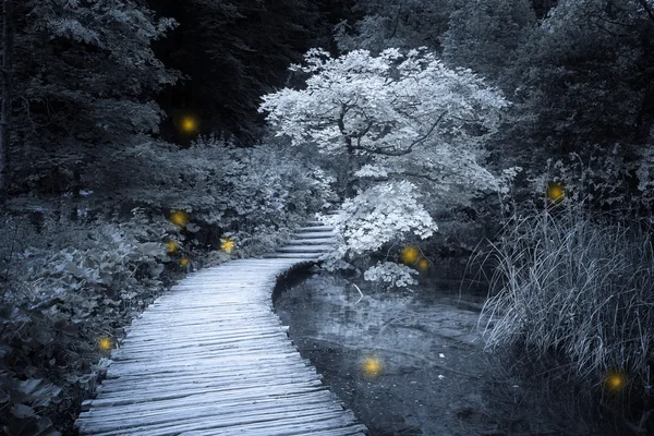 어두운 신비한 숲에 반짝이 불빛 — 스톡 사진