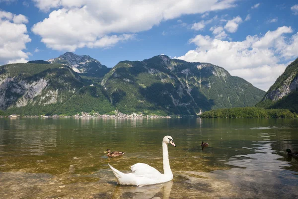 Cisnes en el lago alpino —  Fotos de Stock