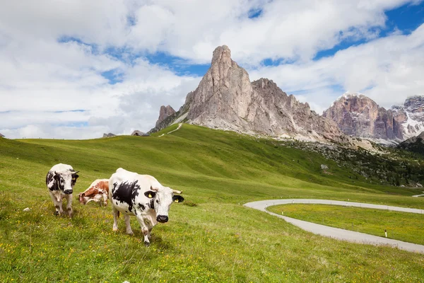Kráva na kopec alpské horské pastviny — Stock fotografie