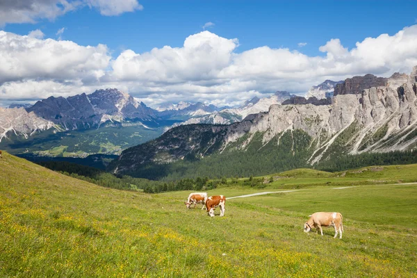 Koe op de alpine berg heuvel grasland — Stockfoto