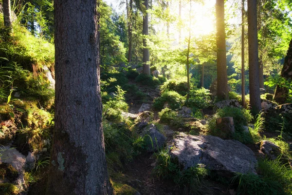 Güneşli sabah woodland — Stok fotoğraf