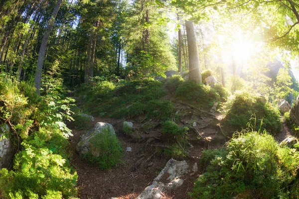 Güneşli sabah woodland — Stok fotoğraf