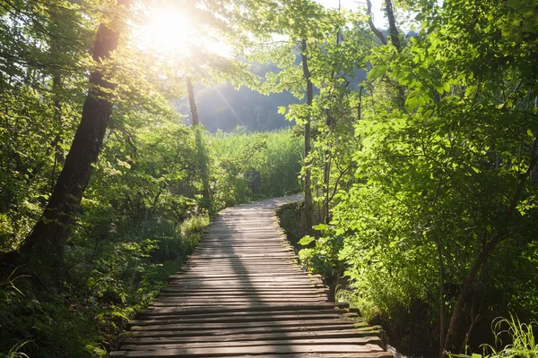 Wooden path across river in sunny green forest — Stock Photo, Image