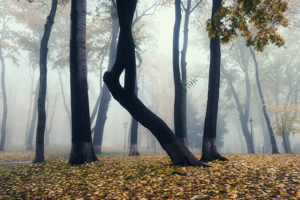 霧の朝の秋の風景は 古い公園霧の路地 大きなオークの木の都市公園の路地 — ストック写真