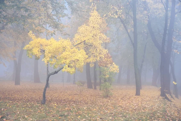 Paesaggio Nebbioso Mattutino Autunnale Vecchio Parco Nebbioso Vicolo Grande Quercia — Foto Stock