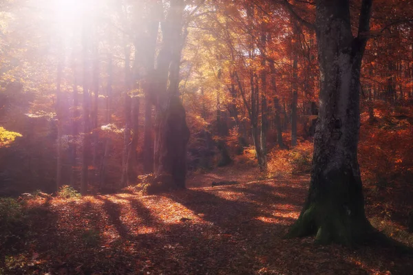 秋の森の自然 木々の枝を通して太陽の光線とカラフルな森の中で鮮やかな朝 日光のある自然風景 — ストック写真