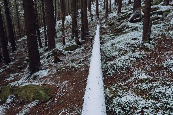 Туманная Погода Раннем Зимнем Лесу Лицензионные Стоковые Фото
