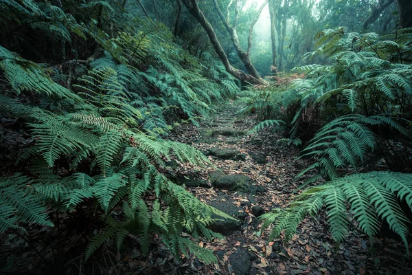 Diepe Tropische Jungles Van Zuidoost Azië Het Voorjaar Stockfoto