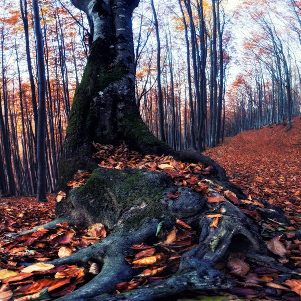 秋天的森林自然 灿烂的早晨 在五彩斑斓的森林里 阳光穿过树枝 阳光下的自然景观 图库图片