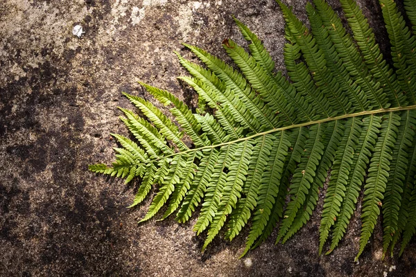 Foglia di felce — Foto Stock