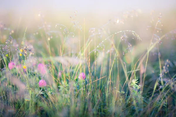 Abstract image of meadow — Stock Photo, Image