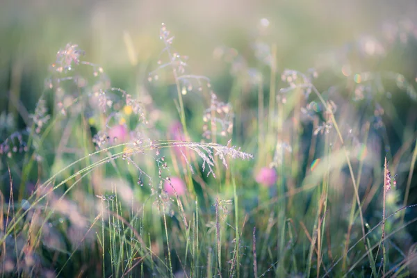 Abstract image of meadow — Stock Photo, Image