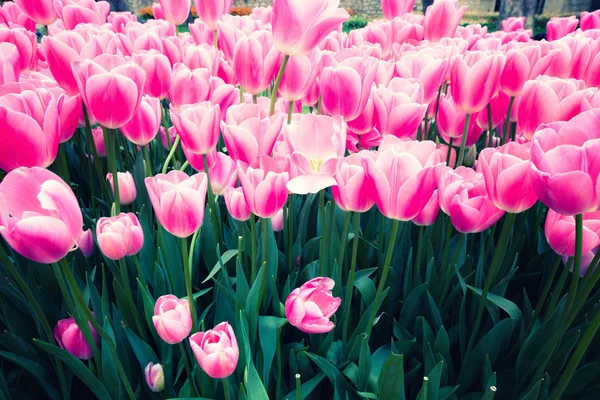 Flores de tulipanes en el jardín —  Fotos de Stock