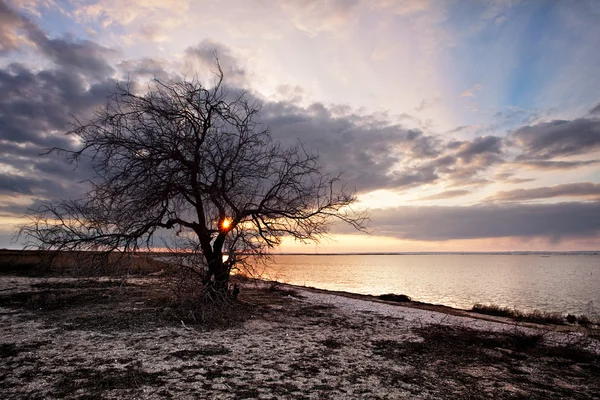 Vilda strand med ensamt träd — Stockfoto