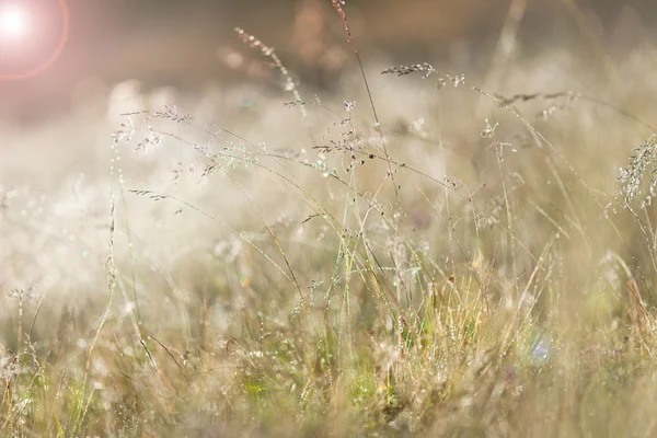 明るい日光の下で牧草地 — ストック写真