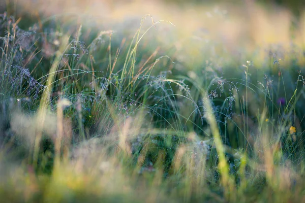 Prato con luce solare intensa — Foto Stock