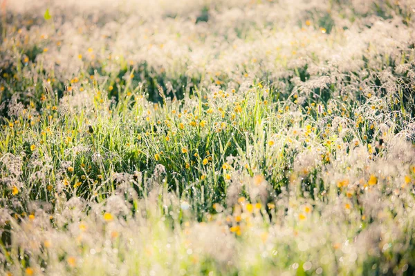 Meadow with bright sunlight — Stock Photo, Image