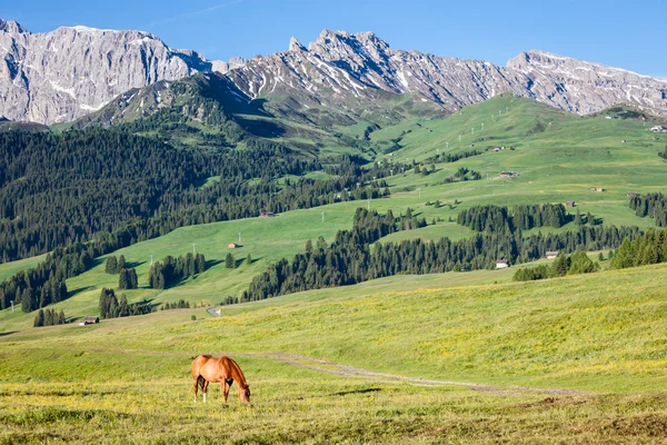 在高山草甸的马 — 图库照片