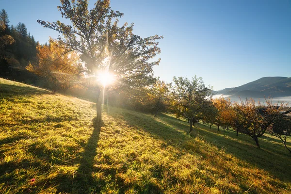 Colori autunno giardino al mattino di sole — Foto Stock