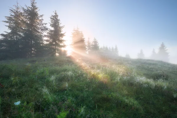 Foggy mountain morning — Stock Photo, Image