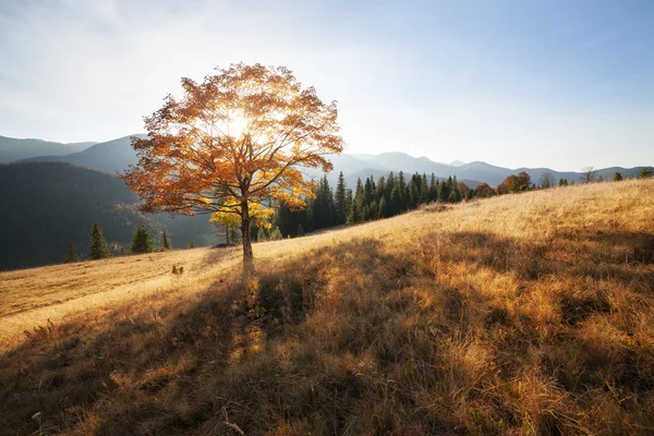 Árbol de otoño colores — Foto de Stock