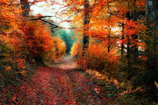 Old autumn forest — Stock Photo, Image