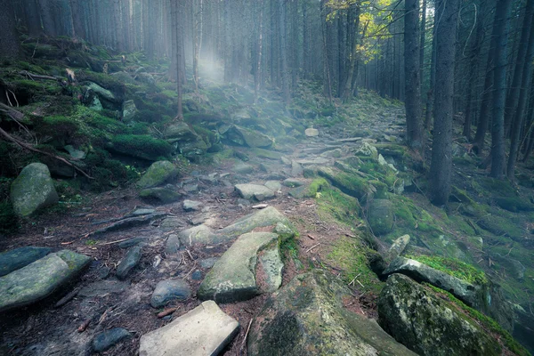 Vecchia foresta — Foto Stock