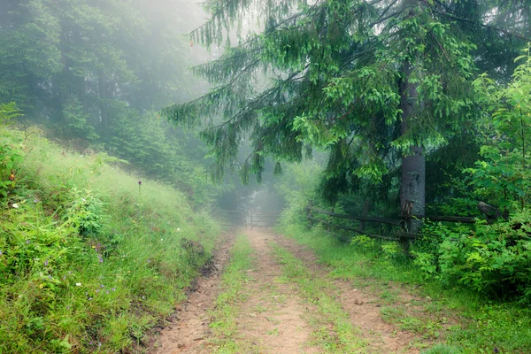 Velha floresta verde — Fotografia de Stock