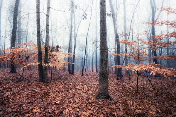 Autumn foggy day in the forest — Stock Photo, Image