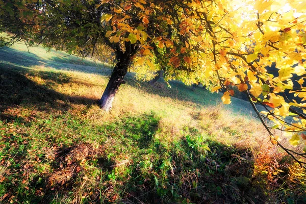 秋天的颜色花园 — 图库照片