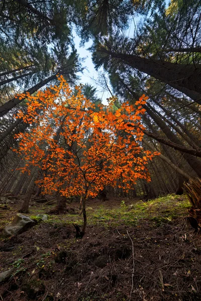 秋天的颜色树 — 图库照片