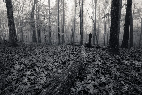 Monochrome image autumn foggy forest — Stock Photo, Image