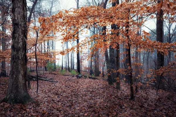 Autumn foggy day in the forest — Stock Photo, Image