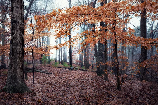 Syksyn sumuinen päivä metsässä — kuvapankkivalokuva