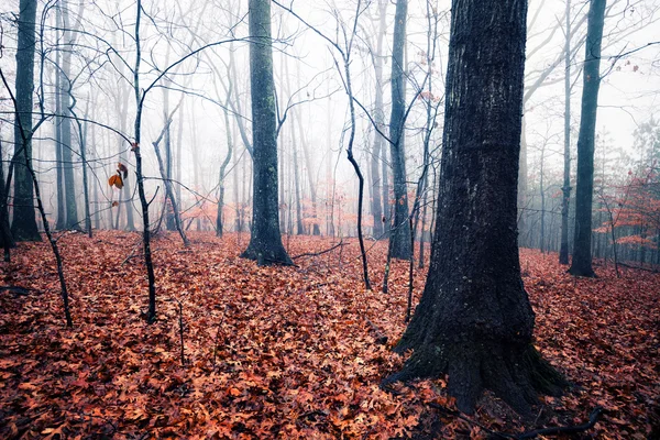 Herfst hout — Stockfoto