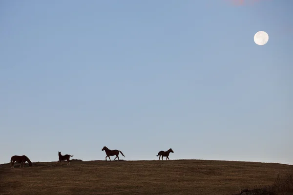 Лошади на холме — стоковое фото