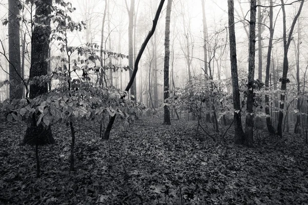 Monocromo imagen otoño niebla bosque — Foto de Stock