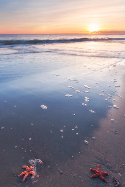 Rozgwiazdy na piaszczystej plaży — Zdjęcie stockowe