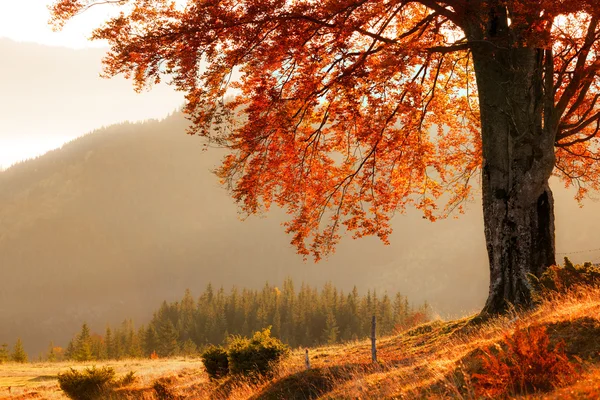 Árbol de otoño colores — Foto de Stock