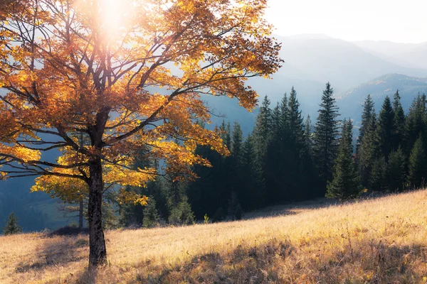 Herfst kleuren boom — Stockfoto