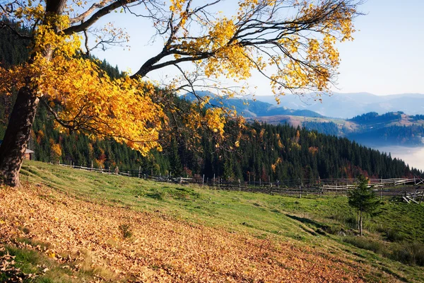 秋の色のツリー — ストック写真