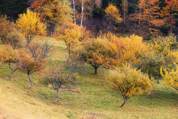 Падіння дерев кольори — стокове фото