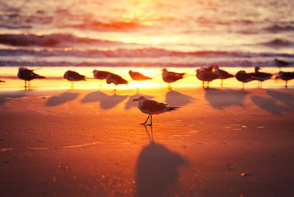 Måsar på stranden — Stockfoto