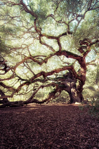 天使橡木树 — 图库照片
