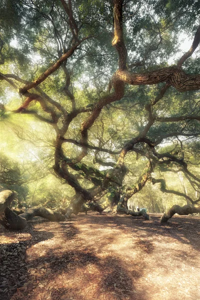 魔法森林 — 图库照片