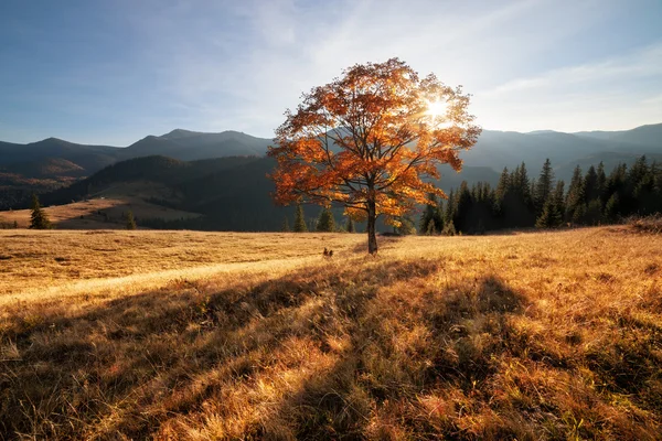 Automne couleurs arbre — Photo