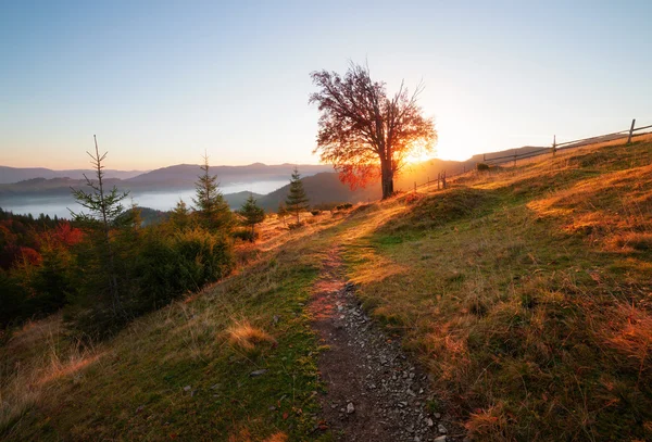 Autunno albero colori — Foto Stock