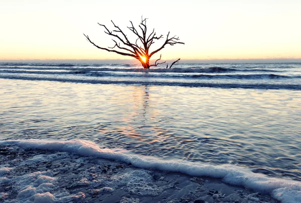Botanik Bay beach güneş doğarken — Stok fotoğraf