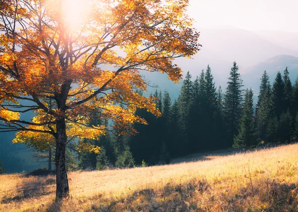 Na podzim barev strom — Stock fotografie